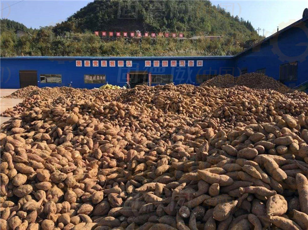 紅薯打粉機(jī)多少錢一套?如何選擇機(jī)型?前提是要搞清楚這2個(gè)問題 紅薯打粉機(jī)多少錢一套?如何選擇機(jī)型?前提是要搞清楚這2個(gè)問題