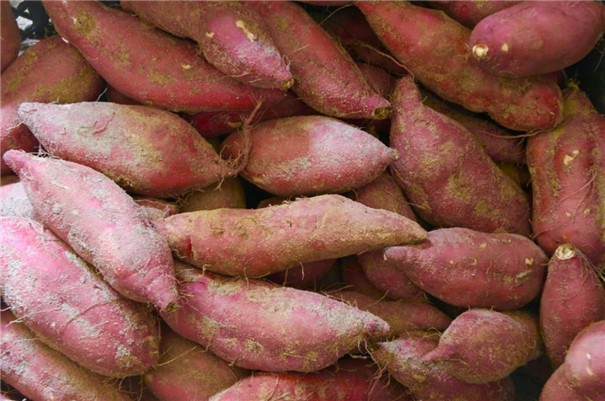 紅薯精白淀粉加工，提高淀粉提取率的3個方法